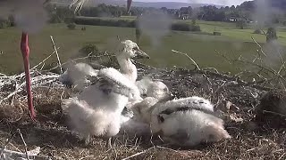 Der kleine Storch war bereits drei Wochen alt~2023-05-26~Storchennest Lindheim