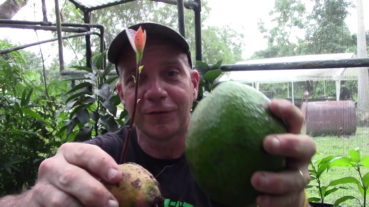 How To Get The Most From Your Home Grown Avocado Tree Youtube