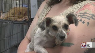 County Commission Ends Contract With Animal Shelter | September 3, 2024 | News 19 at 5 p.m.
