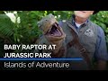 Meeting a Baby Raptor at Jurassic Park | Islands of Adventure