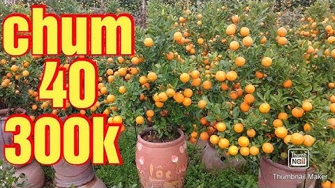 quât chum, quất tết 2021 - 2022 quất cảnh 0975221559