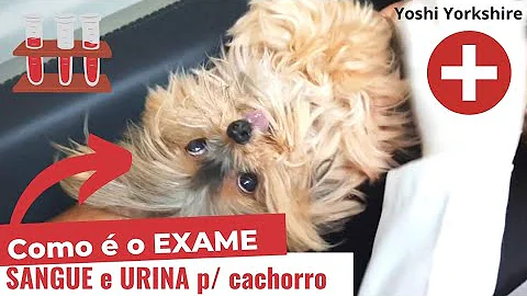 Quais os exames de rotina para cães?