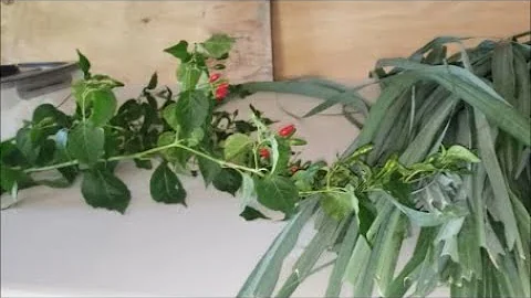 A St. Mary Vlog (Part 1 of 2)