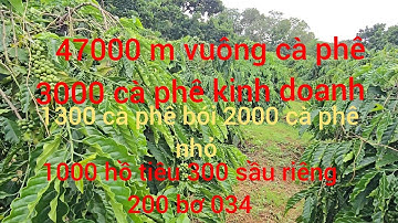 Vườn đẹp mộng mơ 7000 cà phê 200 bơ 1000 hồ tiêu 