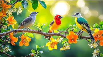 Instant Calm: Birdsong 🕊️🕊️🕊️ & Piano for Work Stress Today