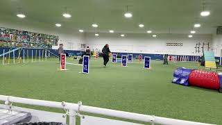 Phenix at class, Kerry Blue Terrier, agility, 5/5/2021 by JVanCamp 78 views 3 years ago 3 minutes, 54 seconds