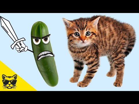 Video: Alte Modalități Prin Care Puteți Folosi Așternutul Pentru Pisici