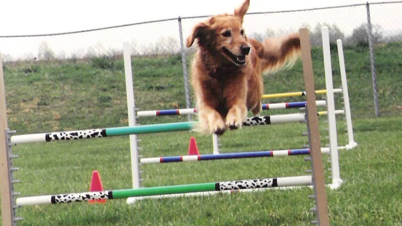 Peak Performance Dog Sports (540) 9085150 YouTube