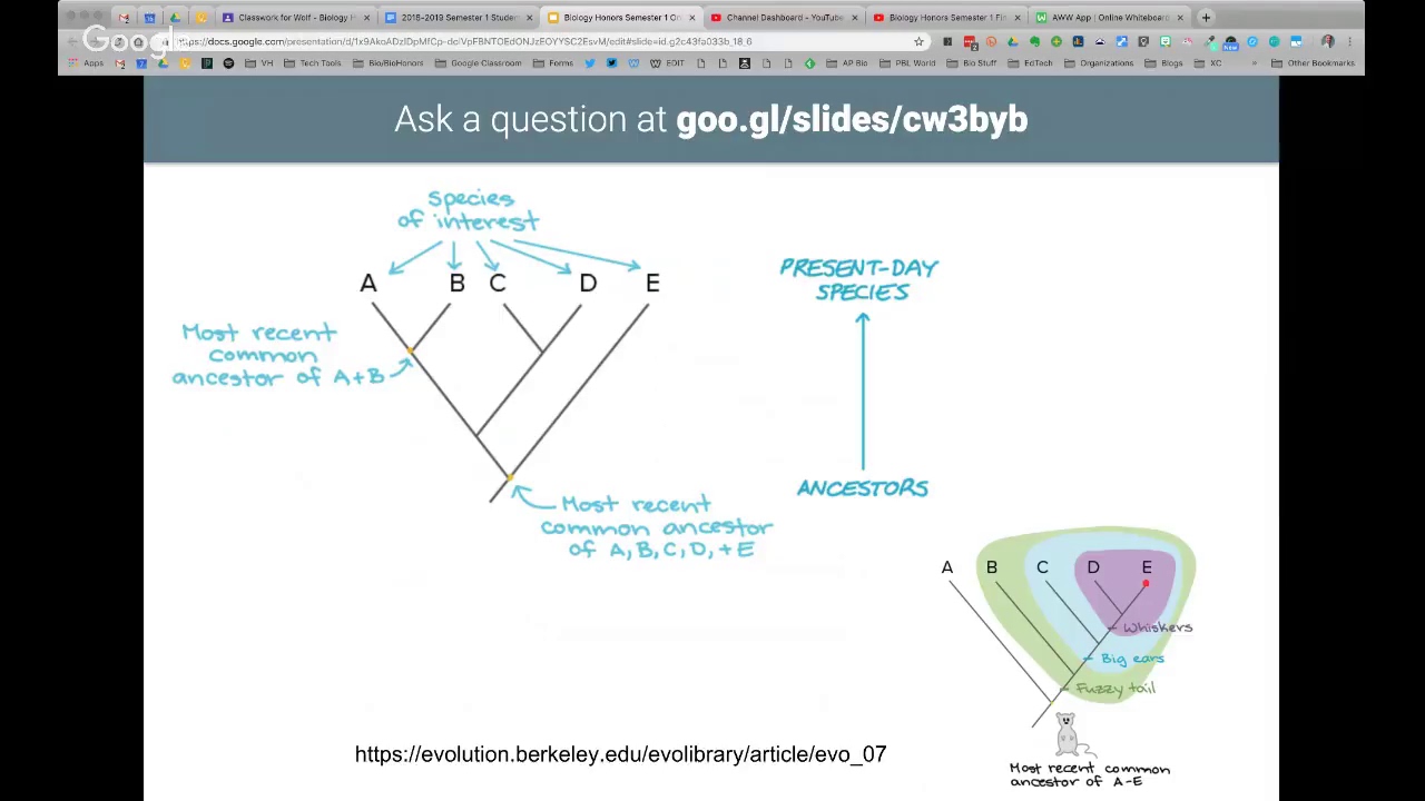 Biology Honors Semester 1 Final Exam Review Session #2