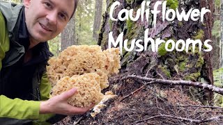 Tips on Finding Cauliflower Mushrooms(Sparassis). Witches Butter, Wooly Chanterelles Hunting Guide.