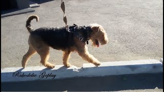 DOG собака эрдельтерьер ходит по бардюру DOG собака эрдельтерьер ходит по бардюру