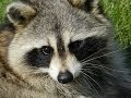 -  Sonidos  del mapache animados - Sounds of the animated raccoon -