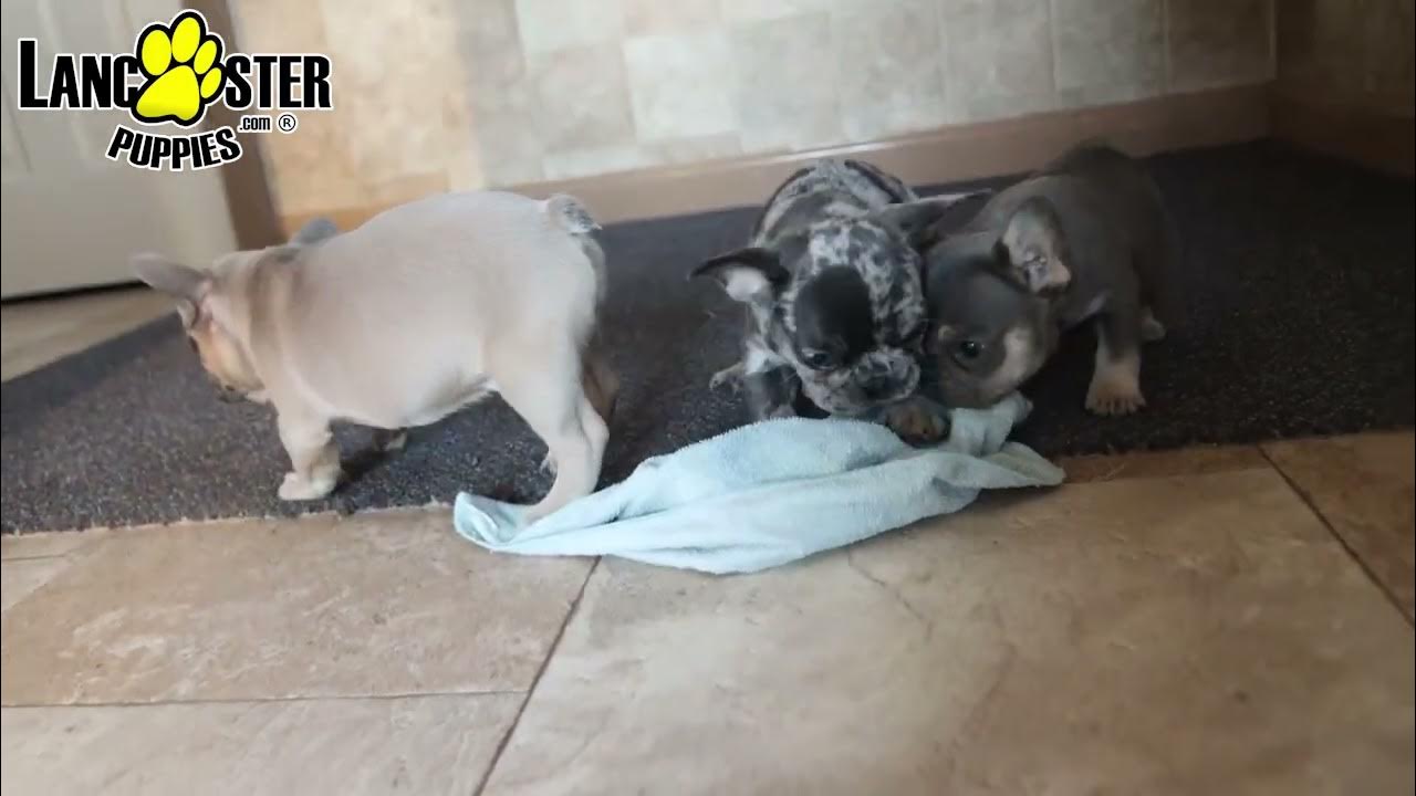 Beautiful French Bulldog Puppies YouTube
