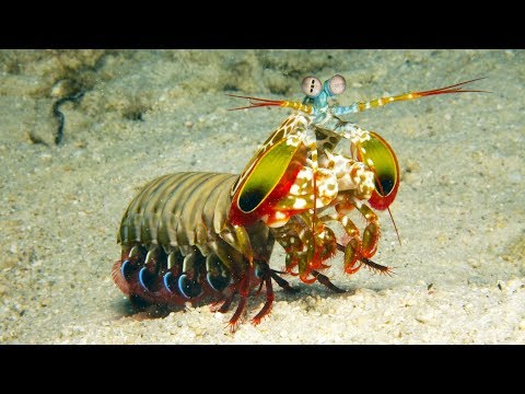 Vidéo: Crevette Mantis - un incroyable prédateur marin