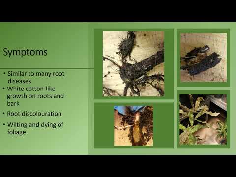 Video: Paggamot sa Begonia Pythium Rot: Paano Ayusin ang Stem At Root Rot Ng Begonia Plants