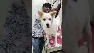 Dog grooming #pabeliyan#dog ✂️✂️✂️✂️✂️✂️🥰🥰