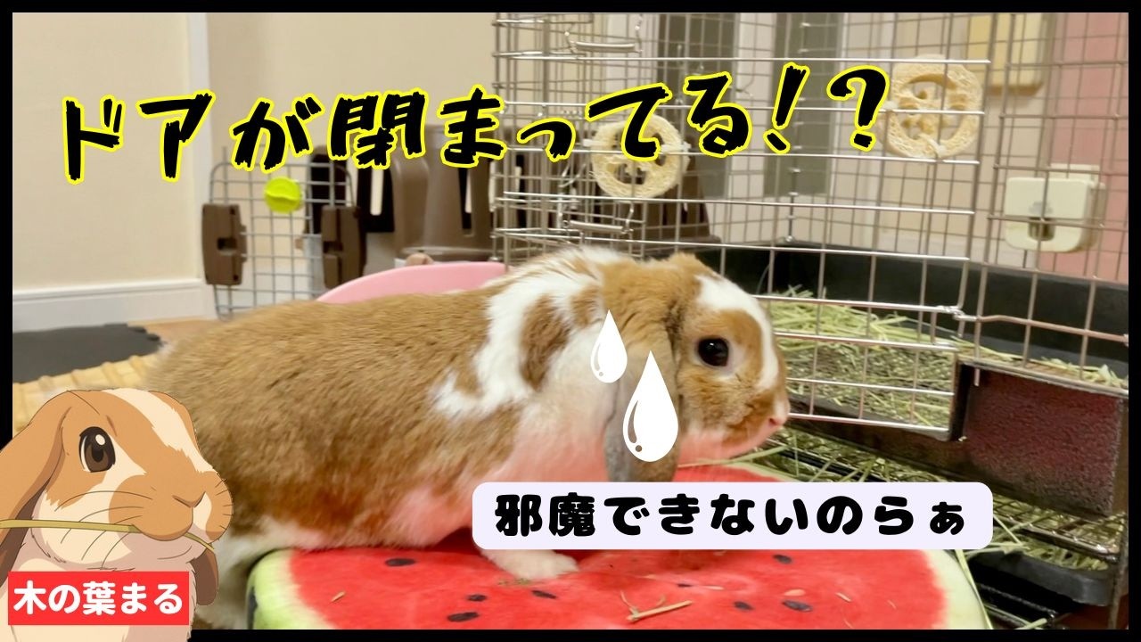 たれ耳うさぎのmoppel 絶望】うそでしょ！？掃除を邪魔できずフリーズするたれ耳うさぎ - YouTube