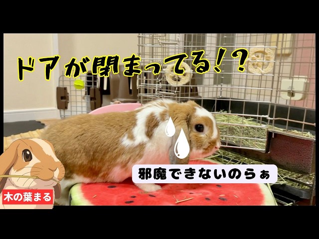 たれ耳うさぎのmoppel 絶望】うそでしょ！？掃除を邪魔できずフリーズするたれ耳うさぎ - YouTube