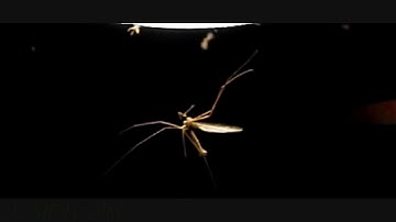 Slow-motion Night Insects in Flight - 8.2 Sound Waves Lesson 2