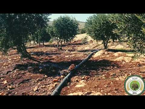 عفرين راجو بلبل شيه جنديرس داف ؤ زرنا عيشة إيبة