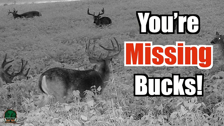 Stop Missing Bucks! 3 Trail Cam Mistakes That Cost You Deer