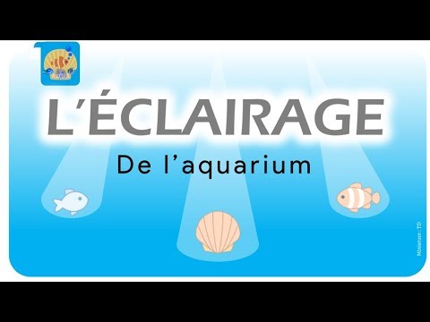 Vidéo: Comment Choisir Une Lampe Pour Un Aquarium