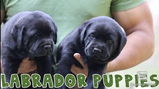 Funny And Cute Labrador Puppies Compilations 2019 || Labrador Puppies || SCOOBERS