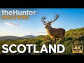GOLDEN SCOTLAND: Солнечное утро в горах — theHunter: Call of the Wild [4K]