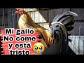 3 Razones por las que tu gallo NO come y está triste