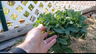 Spring Garden Tour, the Beginnings of a Food Forest – Karl’s Food Forest Garden: S001E090