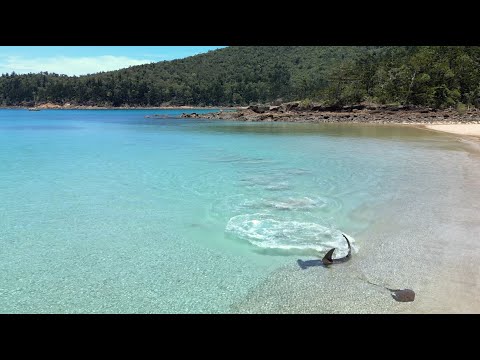 Hammerhead shark almost beaches itself attacking a stingray in Queensland, Australia