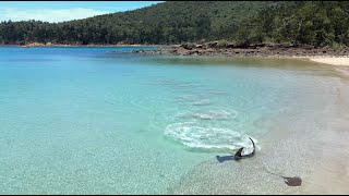Hammerhead shark almost beaches itself attacking a stingray in Queensland, Australia