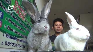 Pria di Jombang Raup Cuan Dari Budidaya Kelinci Jumbo