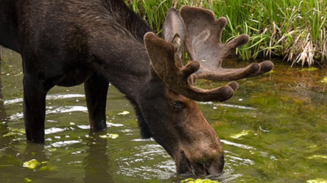 Пища лося в лесу. Европейский Лось alces alces. Лось в Марий Эл. Сохатый Лось. Лось у ручья.