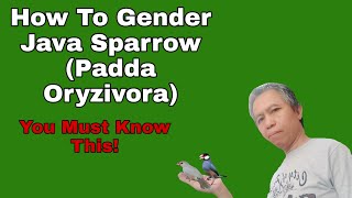 How To Gender Java Sparrow: ( Padda Oryzivora )You Must Know This!