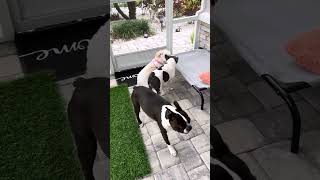 Long BUT GOOD ! crazy playing pups