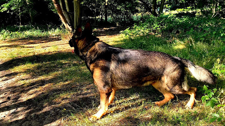 Working line german shepherd breeders near me