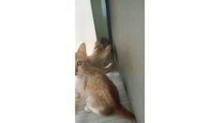 Keseruan anak kucing bermain by RM Channel 7 views 1 year ago 1 minute, 54 seconds