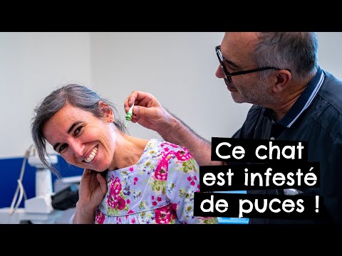 Vídeo: Com Treure Les Puces