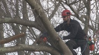 Taking Down Difficult Tree