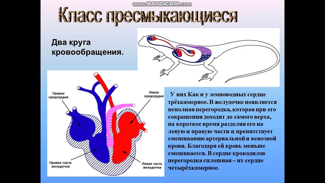 Сердце птиц состоит из камер