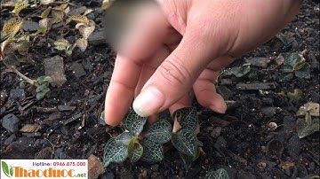 Lan kim tuyến, thảo dược quý hiếm được nhiều người săn lùng