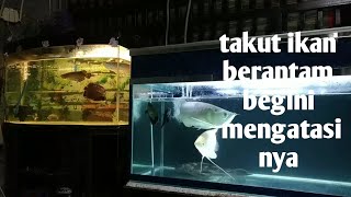 ikan sering berantam begini mengatasinya