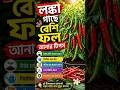 🌶️ এই টিপস মানলেই লঙ্কা গাছে আসবে প্রচুর ফল! 🌱🔥#লঙ্কাগাছ #ChiliPlant #PlantTips #ViralShorts