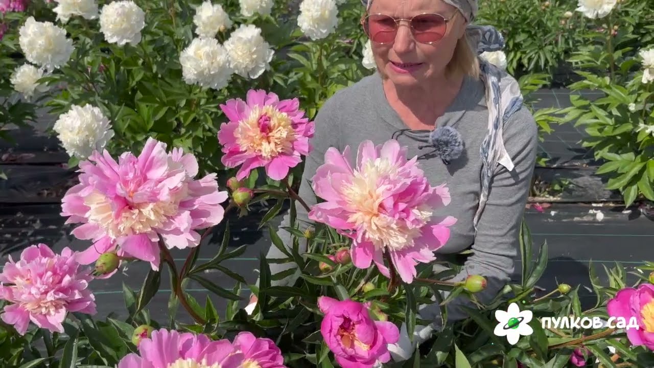 Пулков сад. Пионы Пулков сад. Пулков сад пионы видео.