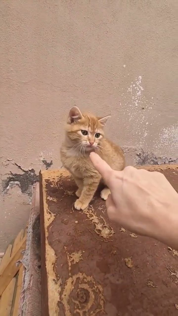 Bébé chaton oronge top