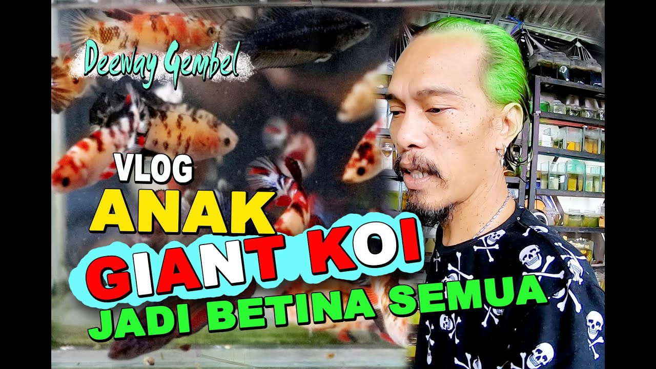 ANAK IKAN CUPANG GIANT JADI BETINA SEMUA 