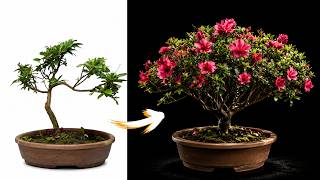 This Overgrown Bush Became An Elegant Bonsai