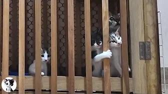 These Adorable Kittens Just Won’t Stay Inside the Cage