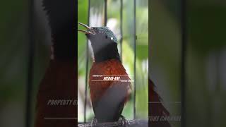 Konin Gacor Nembak Ciblek Gunung Rapat kolibrininjaindonesia koningacorisian koninjuara